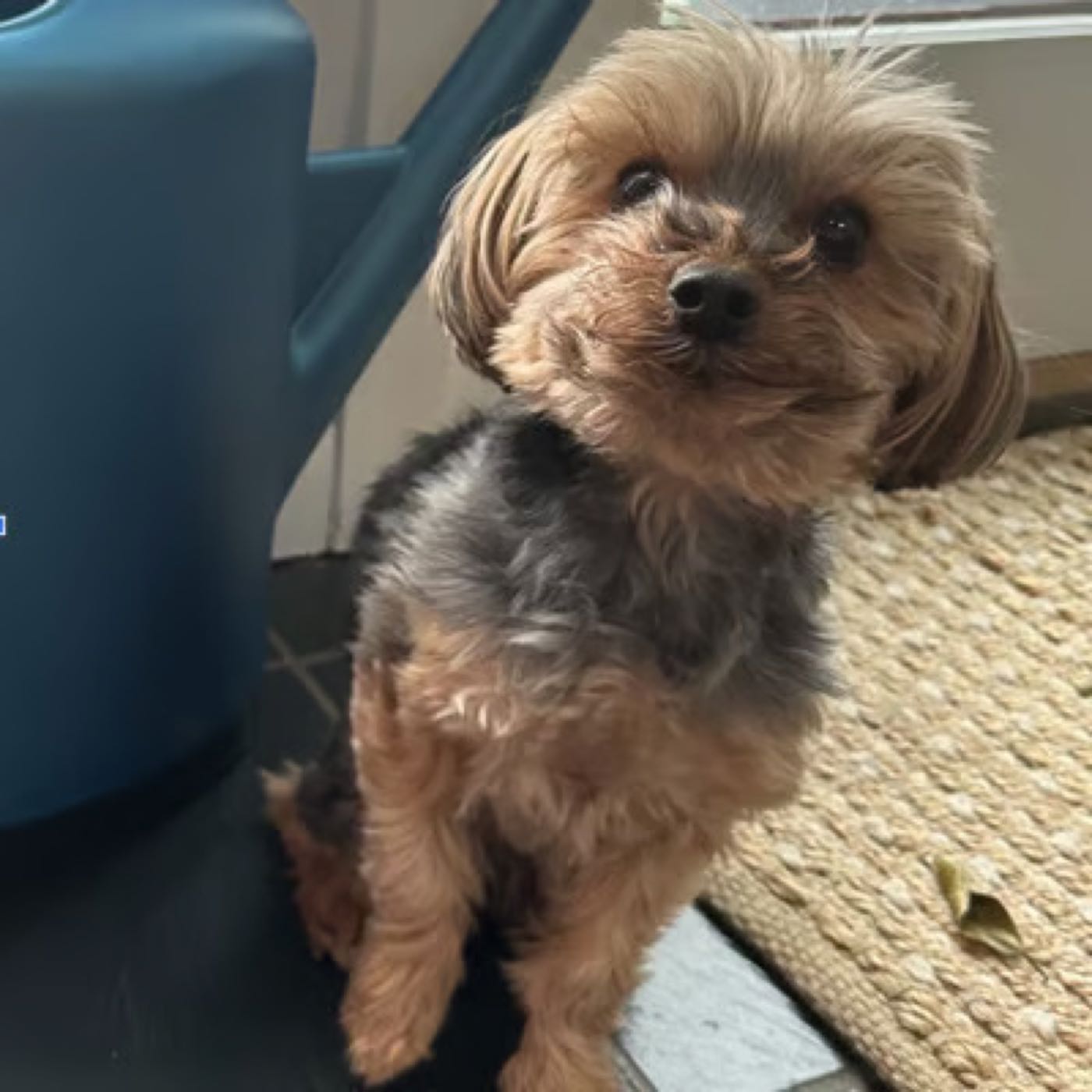Julia K.’s dog