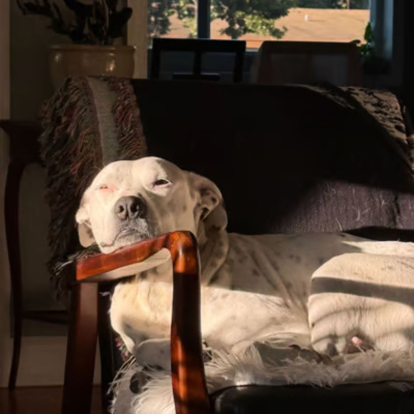 Chris S.’s dog