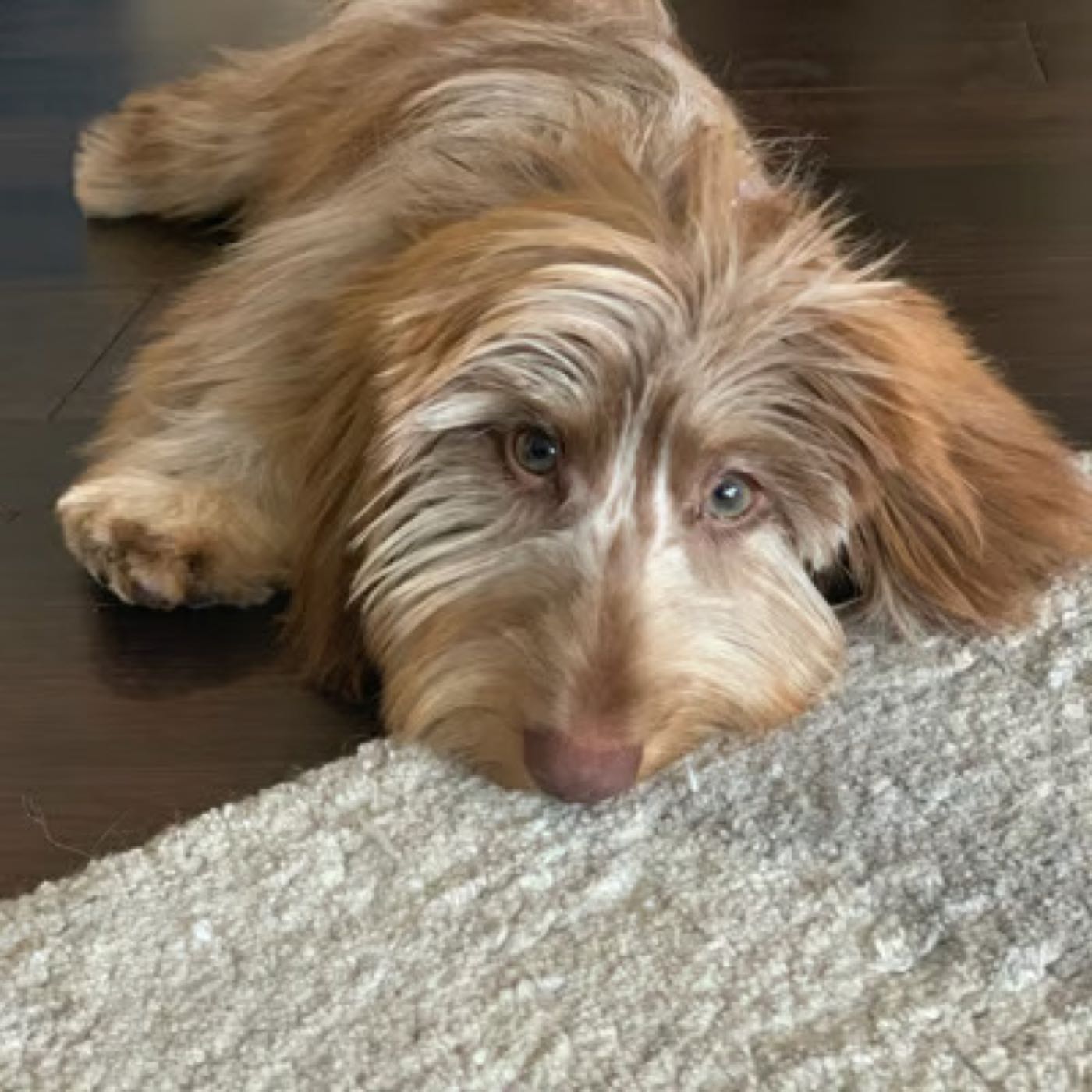 Review on mygoldenchild.com’s dog