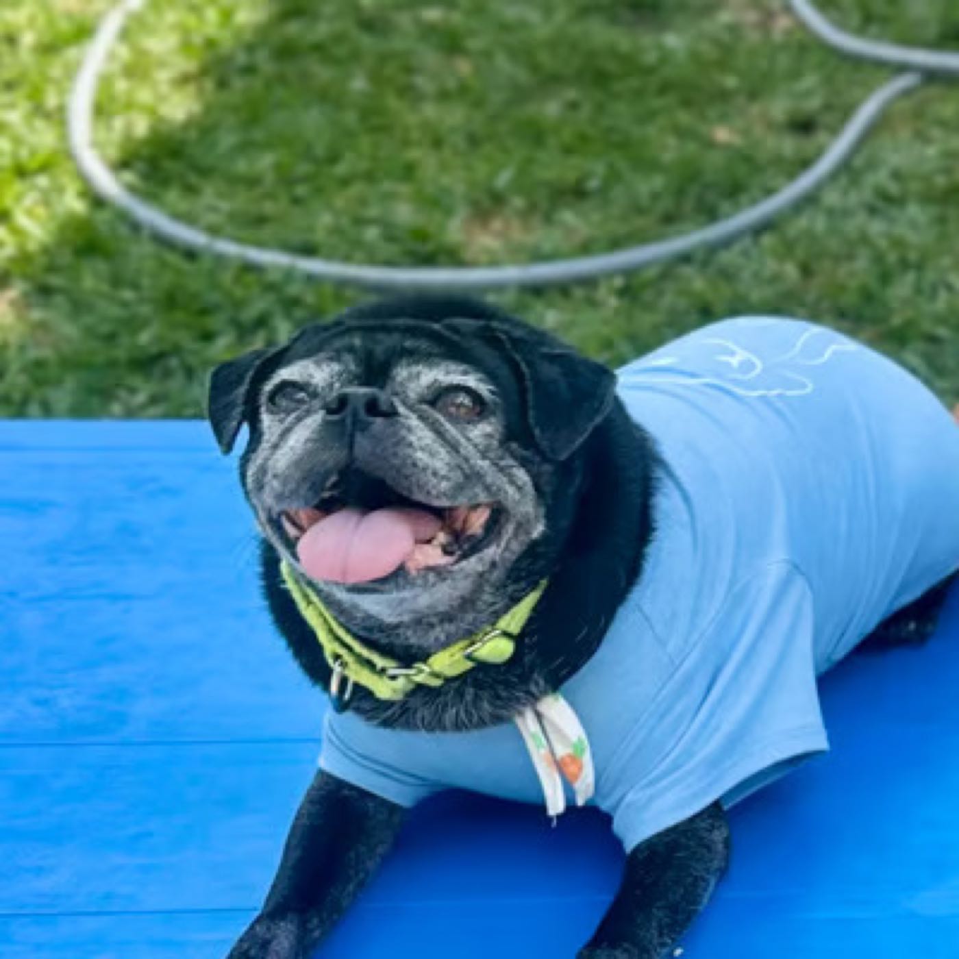 Sofia R.’s dog