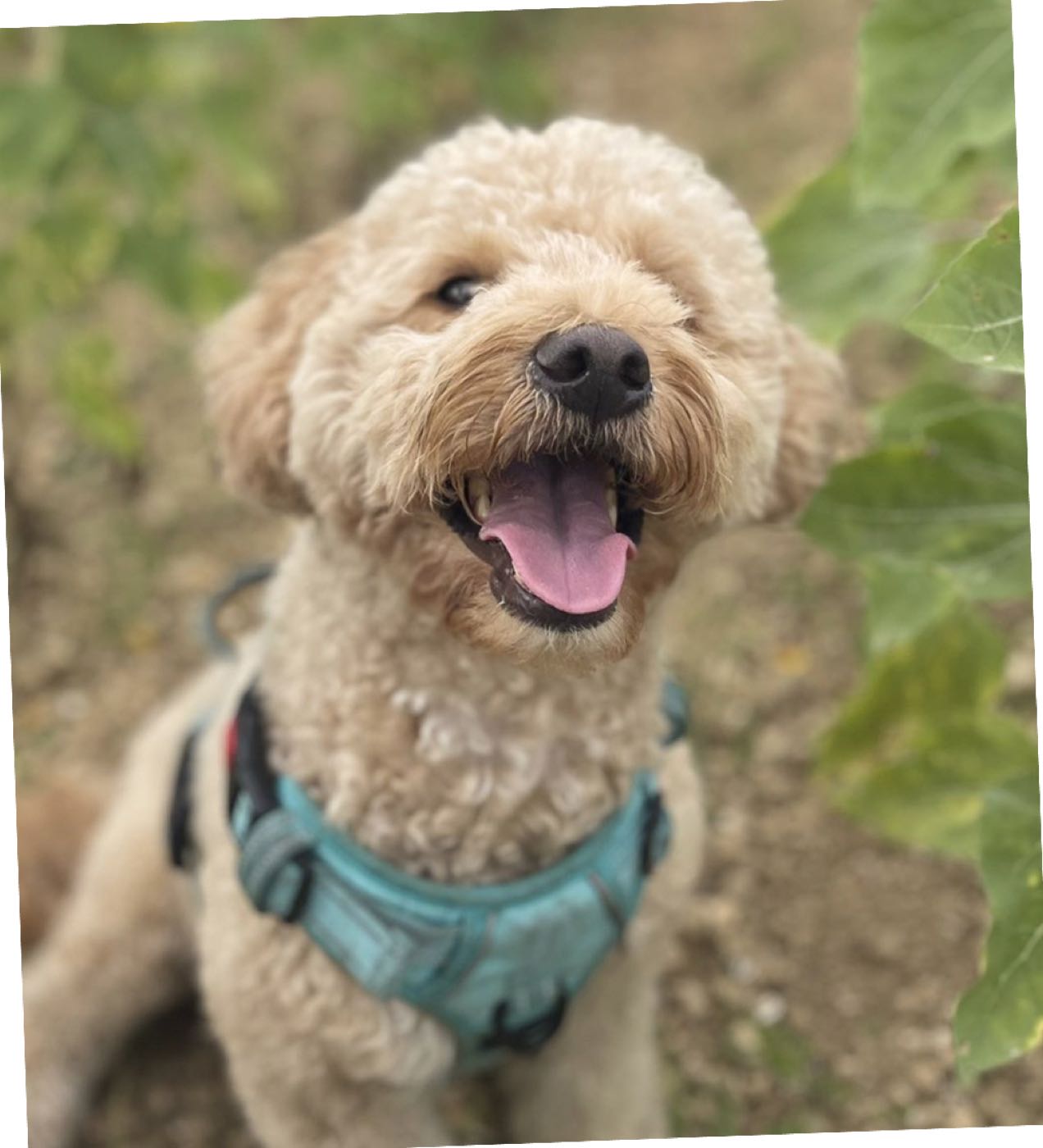 A Golden Child dog
