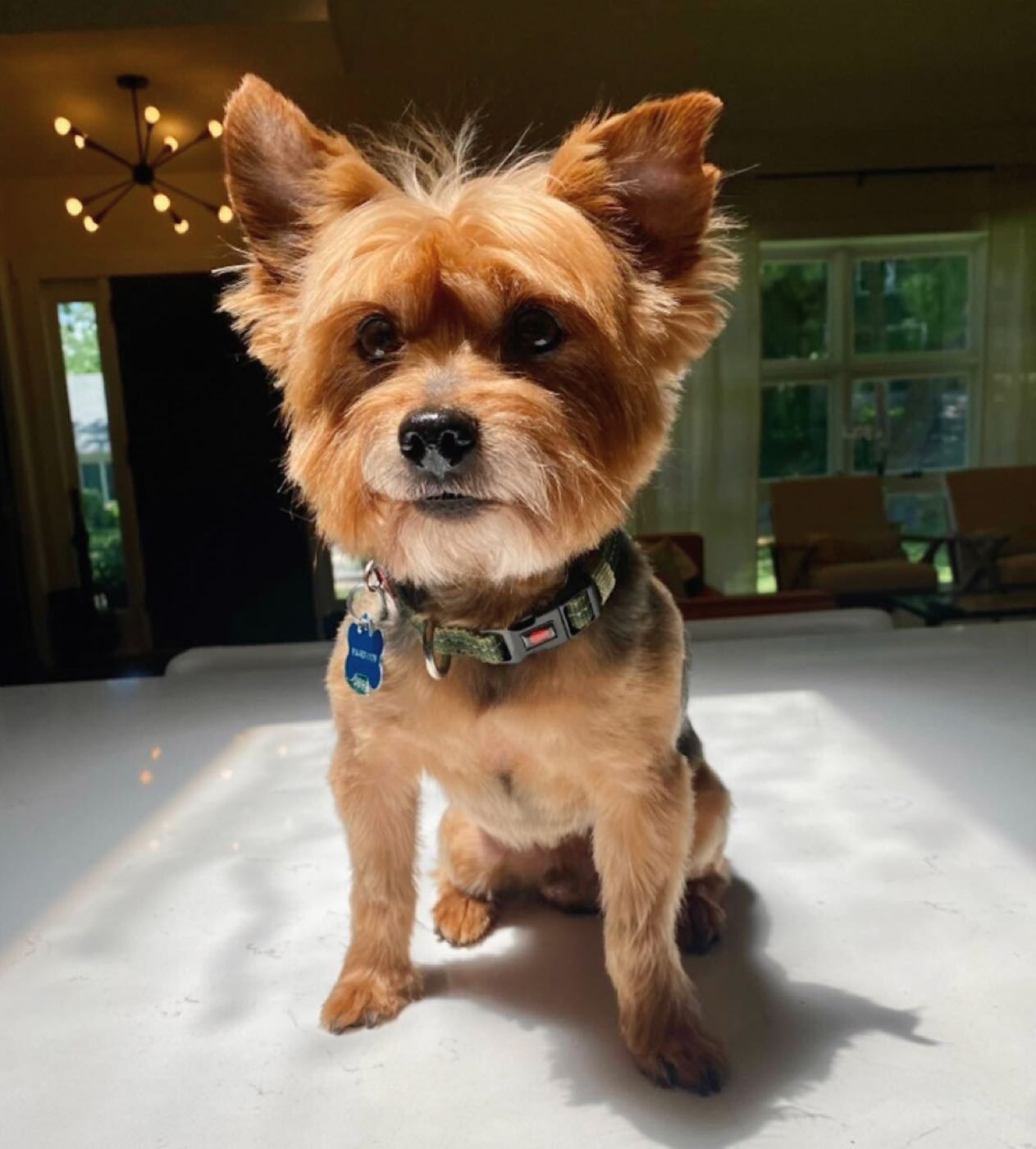 A Golden Child dog