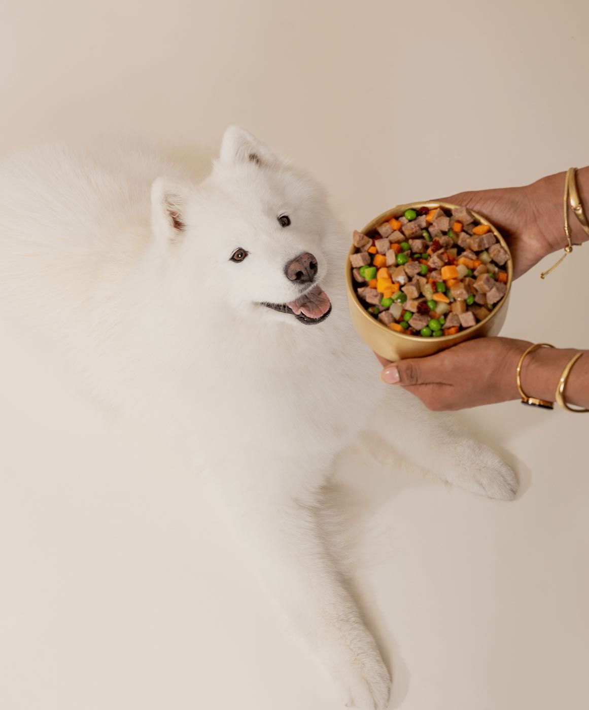 Samoyed with a Golden Child bowl